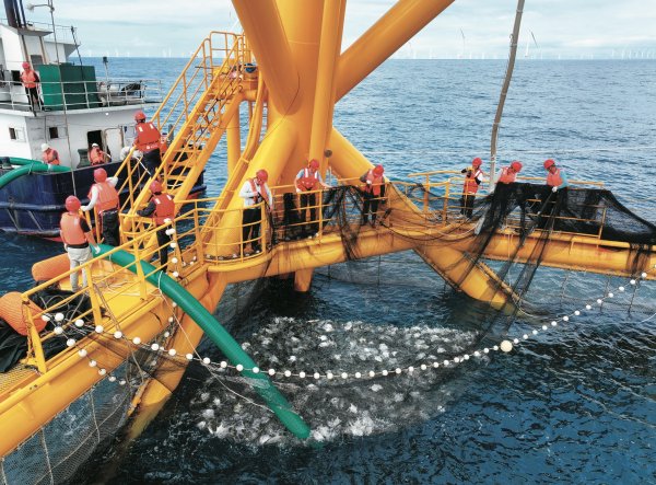 红盘 广东耕海牧渔记：“蓝色粮仓”是怎样炼成的